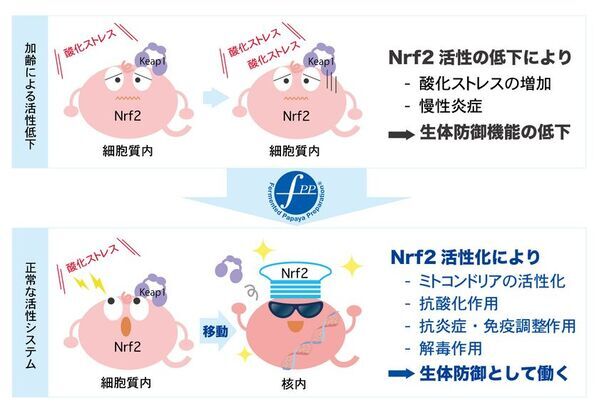 FPP、Nrf2活性化を促す『核内Nrf2量増加剤』として日本国特許を取得　～ 慢性炎症や加齢関連疾患予防に向けて ～
