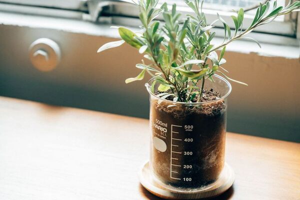 実験用ビーカーが植物用の鉢に！「ビーカーの穴あき鉢」新発売