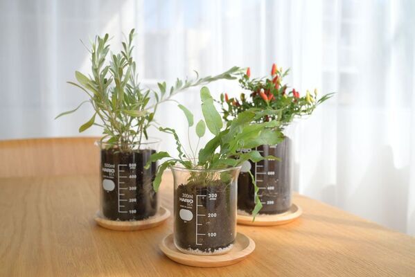 実験用ビーカーが植物用の鉢に！「ビーカーの穴あき鉢」新発売