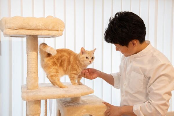 猫専門ペットホテル「ネコト」全国展開へ　フランチャイズ加盟店の募集を開始