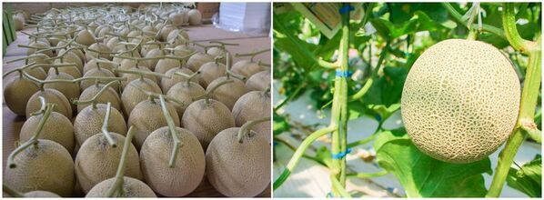 茨城メロンの美味しさで、人と人をつなぐ。『常総メロンフェス 2025』6月1日(日)～6月30日(月)開催～生産量日本一を誇る茨城県産メロンの魅力を、常総からお届け～