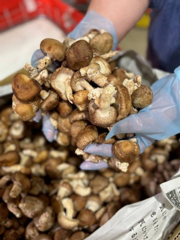 ＼毎週ワクワク！詰め放題イベント盛りだくさん！／群馬県渋川市『上州・村の駅』　6月の毎週土日は「お野菜イベント」で地域を元氣に！