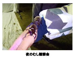 六甲高山植物園×伊丹市昆虫館夏イベント「しょくぶつとむし」開催決定！