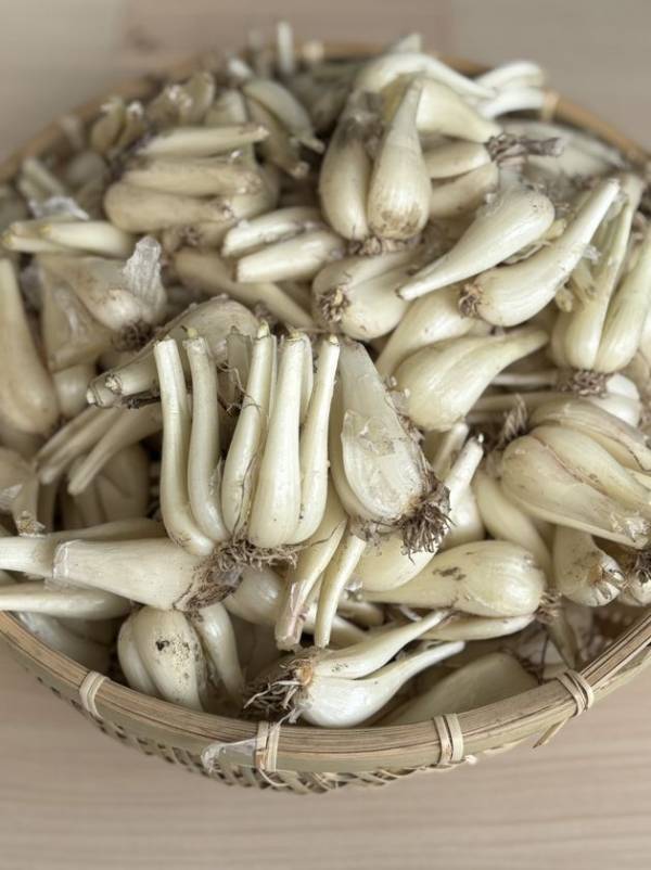 ＜鳥取・道の駅ほうじょう＞グランドオープンから1カ月の感謝を込めて『らっきょう祭』を5月30日(金)～6月8日(日)で開催　～“鳥取のらっきょう”の魅力をお届け～