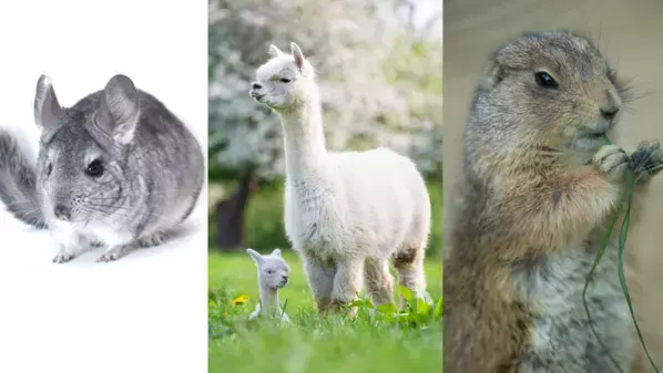 長野県の小諸市動物園、2026年春にリニューアルオープン決定！