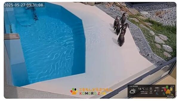 長野県の小諸市動物園、2026年春にリニューアルオープン決定！