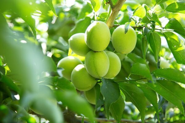 叶 匠壽庵の梅狩りイベントが6月14日から開催！