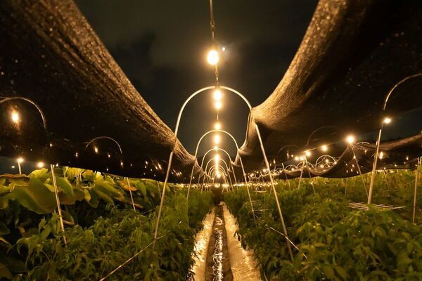 20代中心の農業集団が手がける、夜の農業体験イベント「ナイトファーム」　京都・大原野で7月1日から開催　約1,000球のイルミネーションのもと京野菜の収穫や石窯ピザ作りを体験