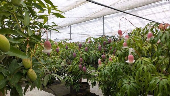 都心から最短60分の希少な“国産生ライチ”の直売所が限定オープン！高級フルーツブランド「千の葉ライチ」圃場にて