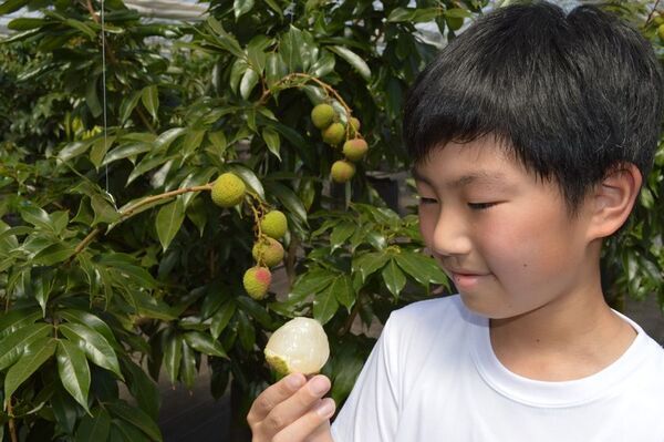 都心から最短60分の希少な“国産生ライチ”の直売所が限定オープン！高級フルーツブランド「千の葉ライチ」圃場にて