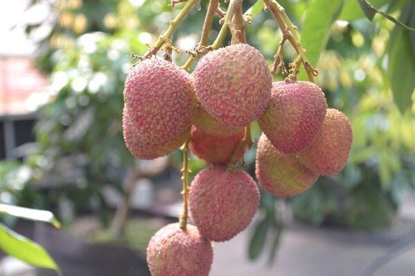 都心から最短60分の希少な“国産生ライチ”の直売所が限定オープン！高級フルーツブランド「千の葉ライチ」圃場にて