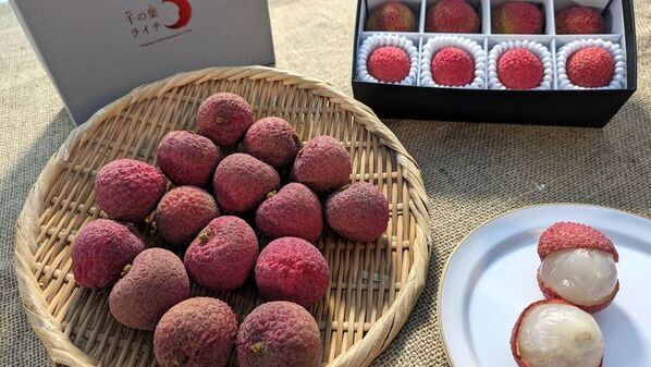 都心から最短60分の希少な“国産生ライチ”の直売所が限定オープン！高級フルーツブランド「千の葉ライチ」圃場にて