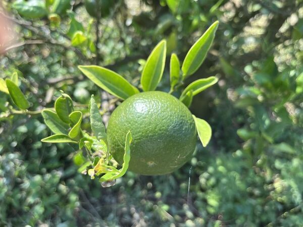 父の日ギフトにも最適！“パンのミミ”から生まれたクラフトビール「Better life with upcycle」の送料無料キャンペーンを6月12日(木)まで開催