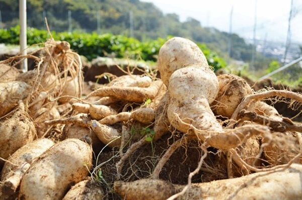 富士産業、独自素材・白甘藷(カイアポ)の機能性表示食品「空腹時血糖値ケア　カイアポタブレット」が受理