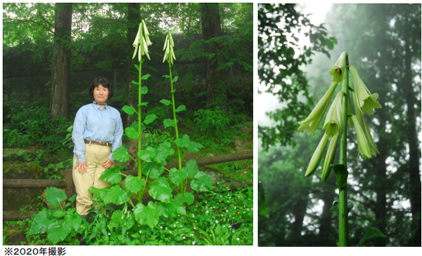 六甲高山植物園 まもなく開花！巨大な ヒマラヤウバユリ