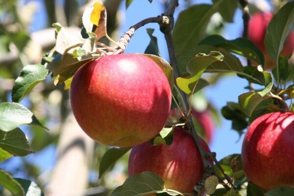 ふるさと信州の味を故人のために！りんごジュースを練り込んだお線香を2025年6月より販売開始！