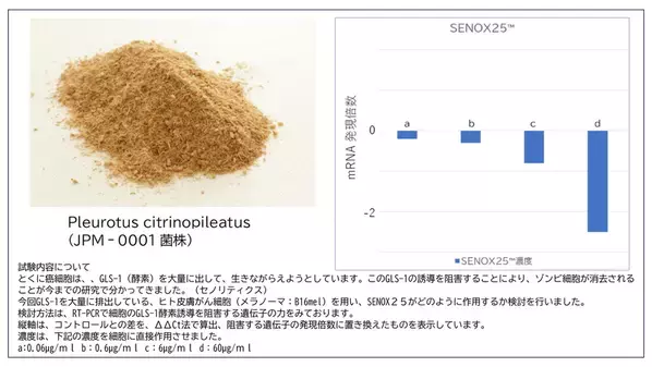 老化細胞を除去するセノリティクス新素材「SENOX25(TM)」に関する情報を日本医療製薬が公開