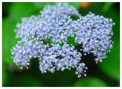 六甲高山植物園 梅雨を彩る優しい香り六甲山自生 コアジサイの花が見頃です