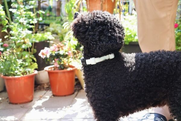 夜の散歩にもっと安心を。蓄光性のレザーを使用した犬猫用首輪「Luminas for dog/cat」Makuakeにて先行販売開始！