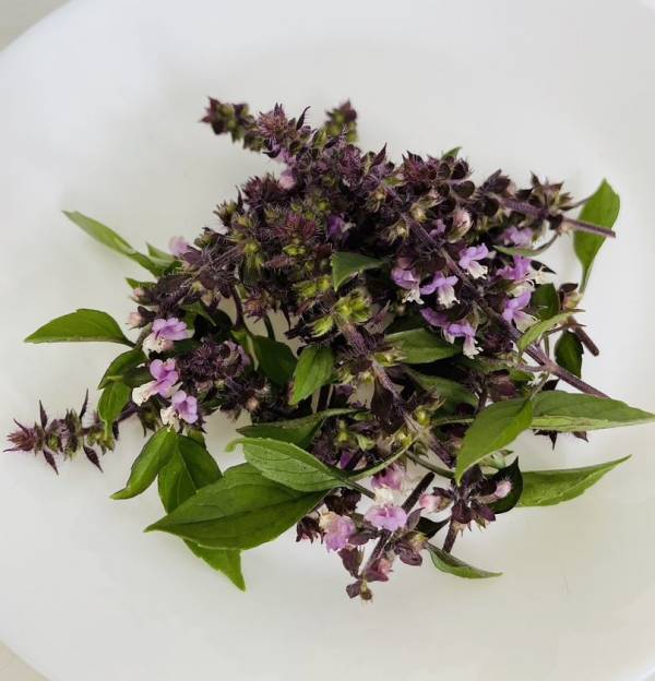 十和田市のハーブカフェ＆ショップ「PROSPERE CAFE」、夏限定！ホーリーバジルを2度楽しめる、ひんやり気持ちいいリフレッシングドリンクを発売