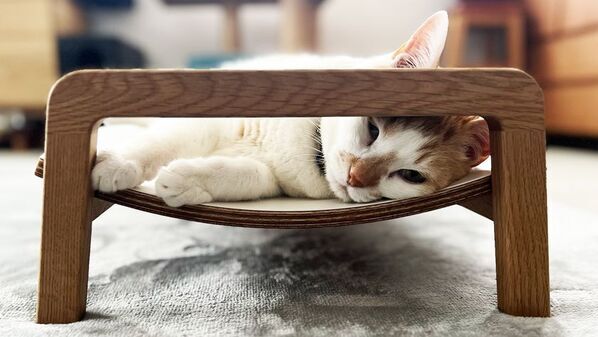 猫がくつろぎやすい形状のシンプルな木製 ネコベッドが登場！7月30日まで「Makuake」にて先行予約販売を実施