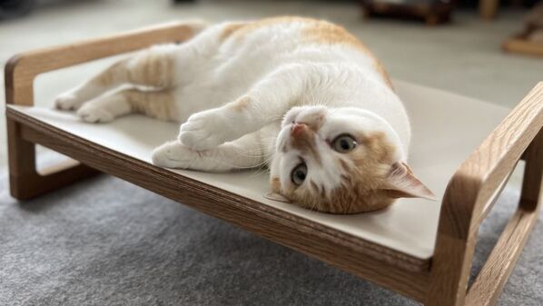 猫がくつろぎやすい形状のシンプルな木製 ネコベッドが登場！7月30日まで「Makuake」にて先行予約販売を実施