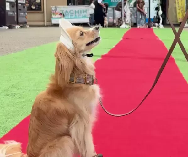 ワンちゃんイベント大盛況！！那須ガーデンアウトレットin with Dogs club【Happy！ワンDaysフェスタ】