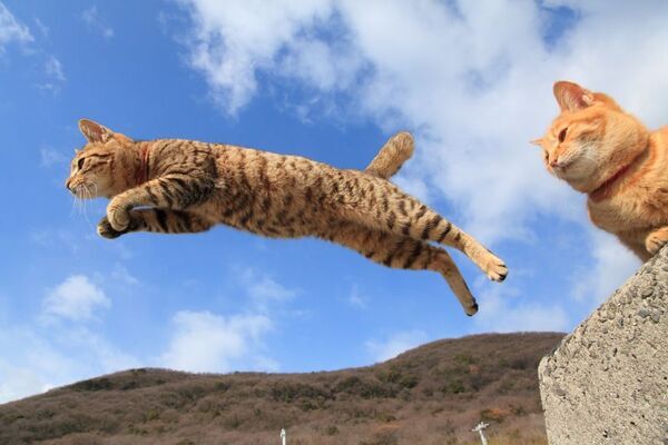 愛知県初開催！写真家 五十嵐 健太の飛び猫10周年記念「飛び猫写真展」を6月25日から名古屋栄三越で開催