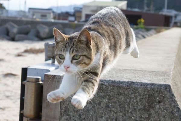 愛知県初開催！写真家 五十嵐 健太の飛び猫10周年記念「飛び猫写真展」を6月25日から名古屋栄三越で開催