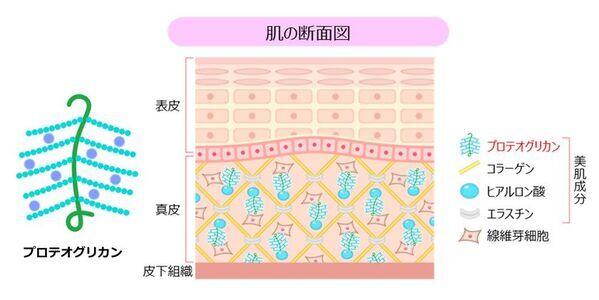 ＜プロテオグリカン2週間ハリツヤ肌プロジェクト＞花嫁に聞いた　美容成分「プロテオグリカン」に関する調査結果を発表約9割の花嫁が「プロテオグリカン」の効果を実感！魅力の理由は「肌の内側からハリをつくる」「2週間で効果が期待できる」