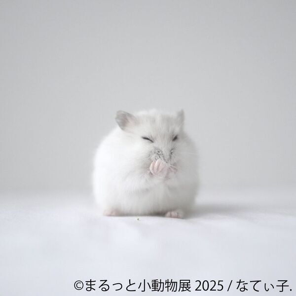 夏休みにぴったり♪レア昆虫が集結する「カブトムシ・クワガタのふれあい世界展」と愛らしい「まるっと小動物展」を8月1日～同時開催！