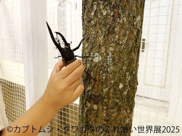 夏休みにぴったり♪レア昆虫が集結する「カブトムシ・クワガタのふれあい世界展」と愛らしい「まるっと小動物展」を8月1日～同時開催！