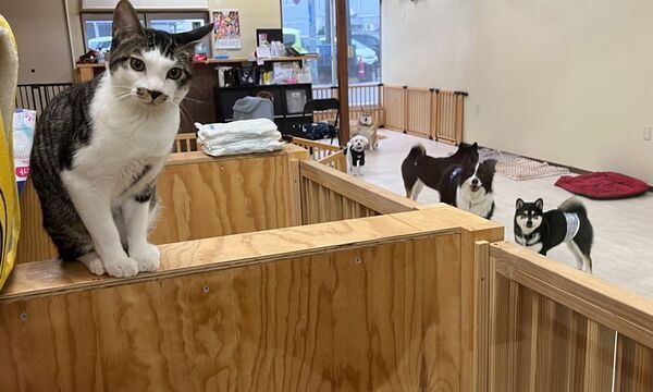 秋田県・WANBOX、災害時のペット避難問題に挑む　犬猫専用の避難施設設立のためCAMPFIREで支援募集