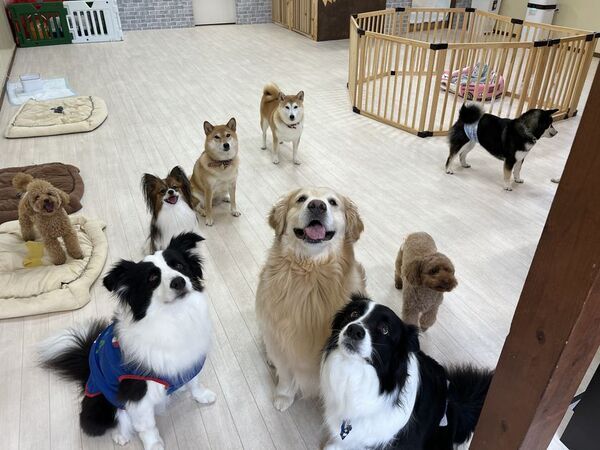 秋田県・WANBOX、災害時のペット避難問題に挑む　犬猫専用の避難施設設立のためCAMPFIREで支援募集