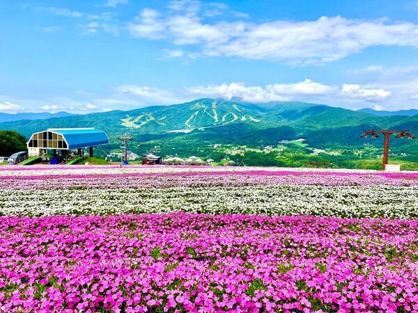 標高1,000m、笑顔と大自然があふれるフラワー＆アクティビティフィールド　岐阜県郡上市「ひるがのピクニックガーデン」7月12日OPEN！東海地区初※！マウンテンカートが新登場！！