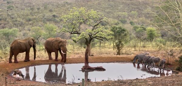 南アフリカのサファリロッジ＆リゾート　ジュメイラ・タンダ・サファリ　新たにより柔軟な滞在を実現する宿泊スタイルを宿泊施設「ロイヤル・レジデンス」に導入し提供を開始