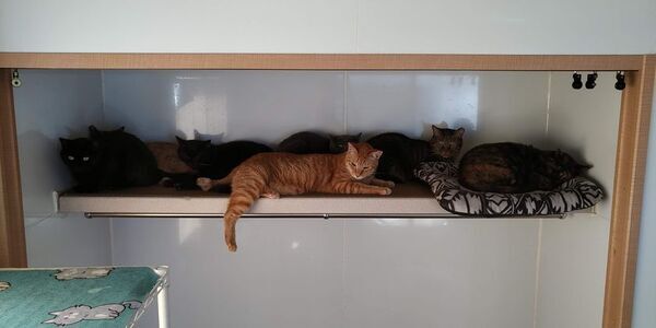 保護猫たちの治療を諦めないシェルター運営を目指し、7月11日までクラウドファンディングを実施