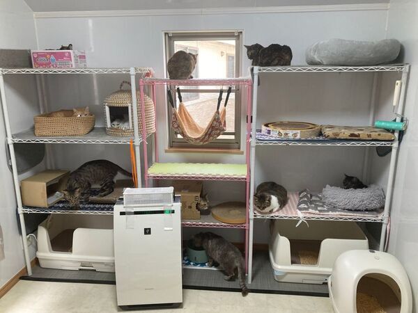 保護猫たちの治療を諦めないシェルター運営を目指し、7月11日までクラウドファンディングを実施