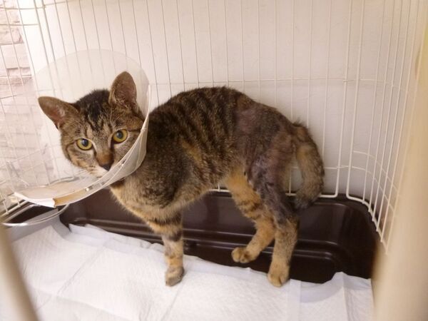 保護猫たちの治療を諦めないシェルター運営を目指し、7月11日までクラウドファンディングを実施