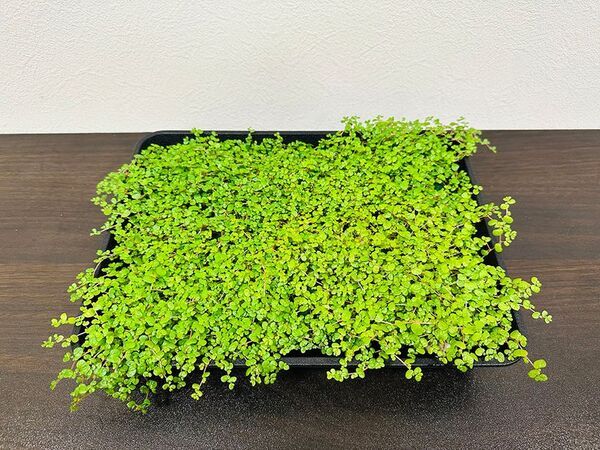 アグリ王とドゥビーアンドカンパニー、世界初の“土を使わないベビーティアーズおよび水耕花苗”を植物工場で通年量産化