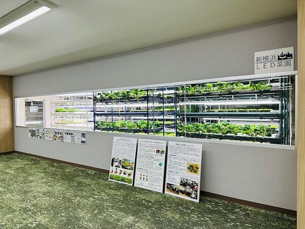 アグリ王とドゥビーアンドカンパニー、世界初の“土を使わないベビーティアーズおよび水耕花苗”を植物工場で通年量産化