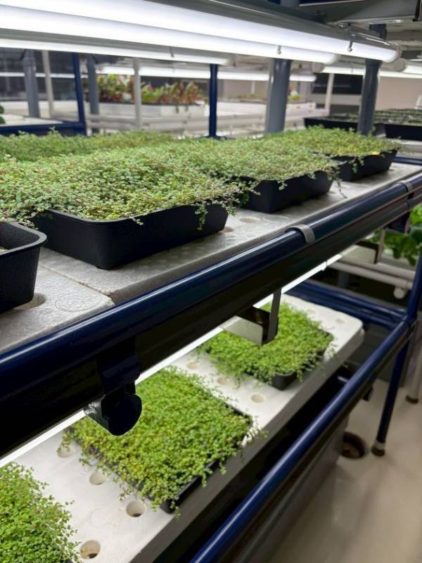 アグリ王とドゥビーアンドカンパニー、世界初の“土を使わないベビーティアーズおよび水耕花苗”を植物工場で通年量産化