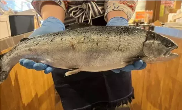 【熱海銀座おさかな食堂】熱海の新名物「熱海だいだいサクラマス」を味わう！暑い日でも食欲倍増！旨辛フェアを7/3より開催！