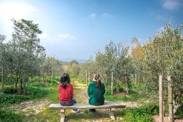 壱岐の自然とともに歩むオリーブ園──循環と再生を軸とした持続可能なものづくり