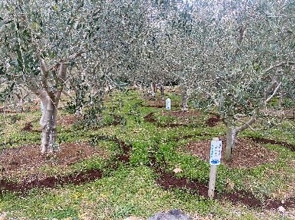 壱岐の自然とともに歩むオリーブ園──循環と再生を軸とした持続可能なものづくり