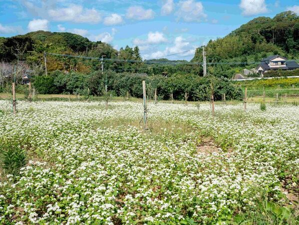 壱岐の自然とともに歩むオリーブ園──循環と再生を軸とした持続可能なものづくり