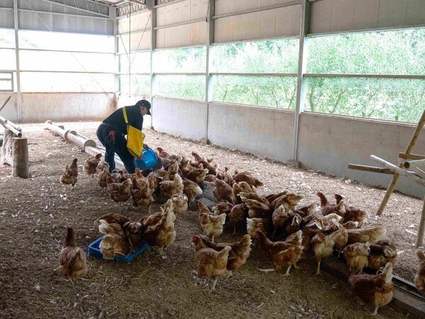 壱岐の自然とともに歩むオリーブ園──循環と再生を軸とした持続可能なものづくり