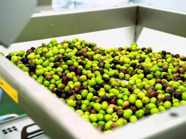 壱岐の自然とともに歩むオリーブ園──循環と再生を軸とした持続可能なものづくり