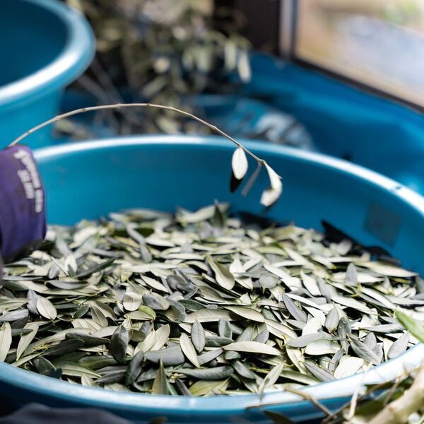 壱岐の自然とともに歩むオリーブ園──循環と再生を軸とした持続可能なものづくり