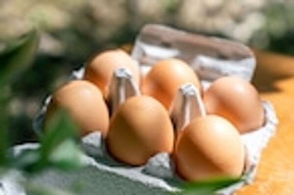 壱岐の自然とともに歩むオリーブ園──循環と再生を軸とした持続可能なものづくり